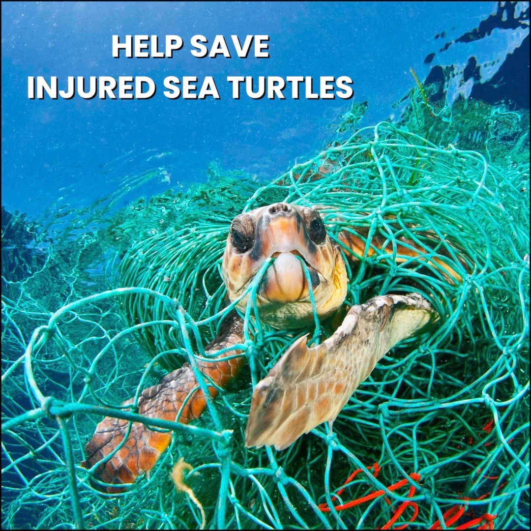 Sea Turtle Hat - Image 14
